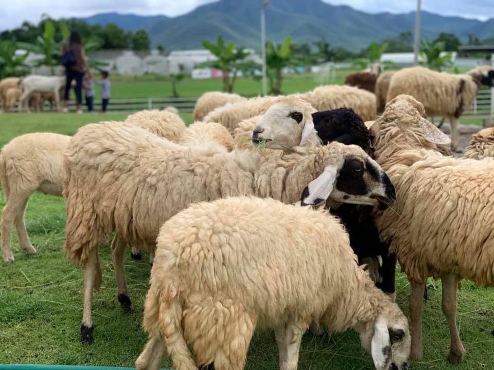 Oon Valley Farm Stay San Kamphaeng Екстериор снимка
